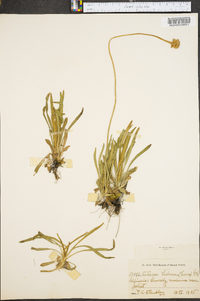 Actinea herbacea image