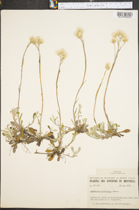 Antennaria canadensis image