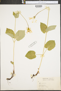 Arnica cordifolia image