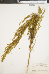 Artemisia campestris image