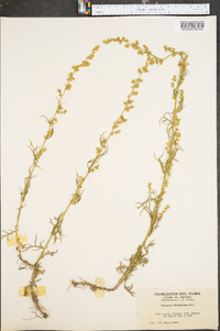 Artemisia michauxiana image