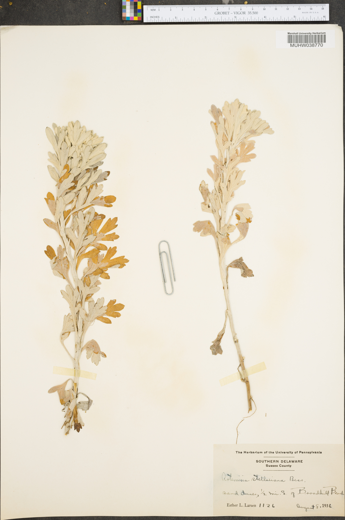 Artemisia stelleriana image