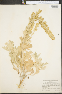 Artemisia stelleriana image