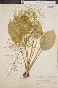 Alisma subcordatum image