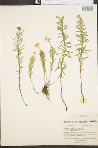 Ionactis linariifolia image