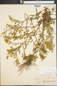 Symphyotrichum pilosum var. pilosum image