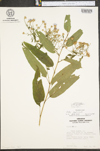 Symphyotrichum shortii image