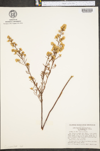 Baccharis rufescens image