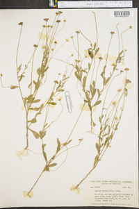 Bellis integrifolia image