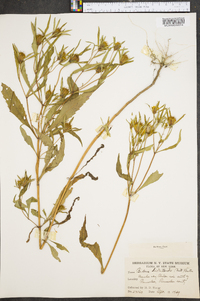 Bidens bidentoides image