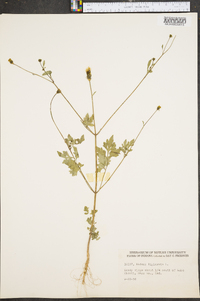 Bidens bipinnata image