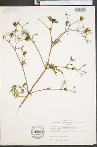 Bidens bipinnata image