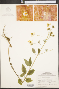 Bidens leucantha image