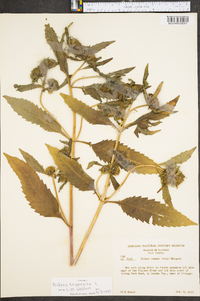 Bidens tripartita image