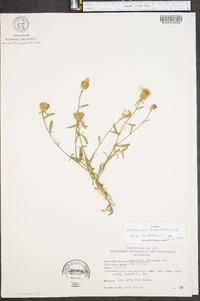 Centaurea stoebe image