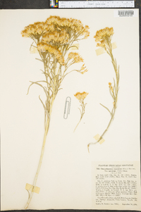 Ericameria nauseosa var. nauseosa image