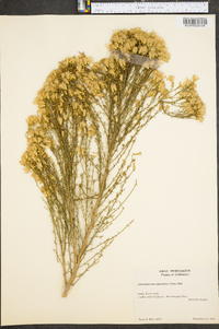 Ericameria paniculata image