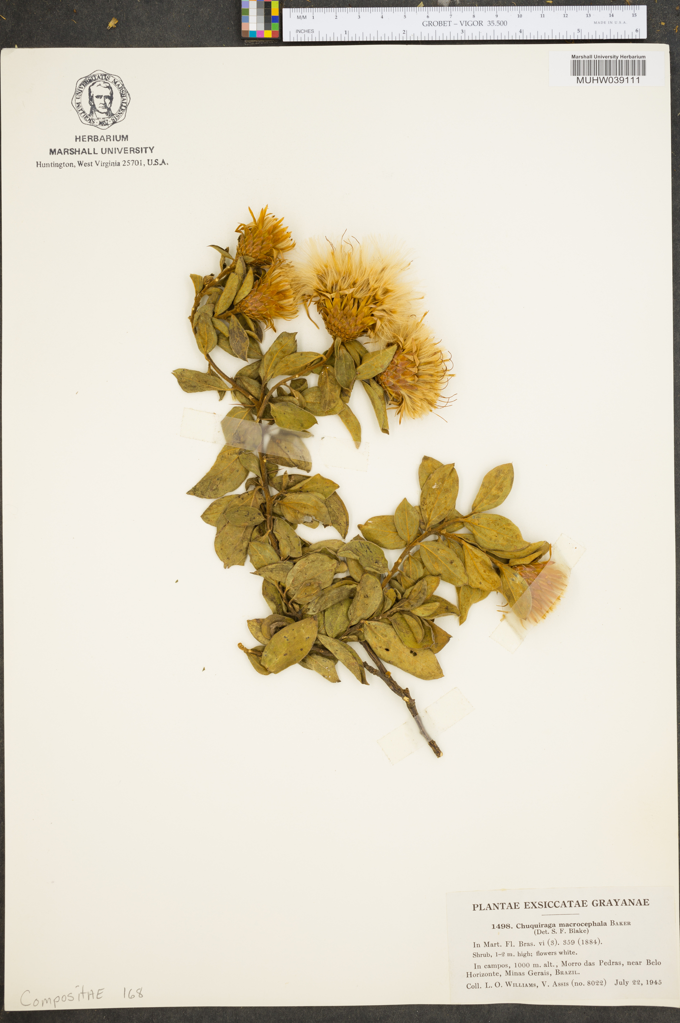 Dasyphyllum velutinum image