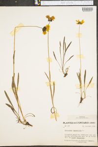 Coreopsis lanceolata image