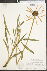 Echinacea pallida image