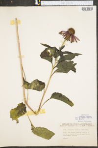 Echinacea purpurea image