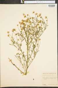 Erigeron divergens image