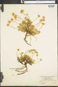 Erigeron trifidus image