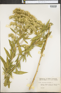 Eupatorium altissimum image