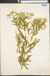 Eupatorium altissimum image