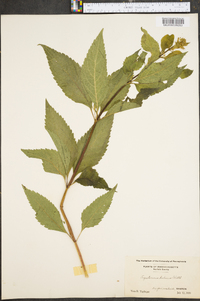 Eupatorium dubium image