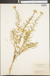 Eupatorium hyssopifolium image