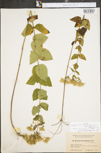 Eupatorium rotundifolium var. ovatum image