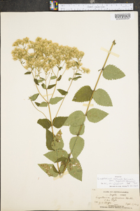 Eupatorium rotundifolium var. ovatum image