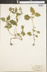 Galinsoga parviflora image