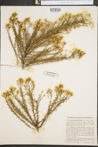 Haplopappus ericoides image