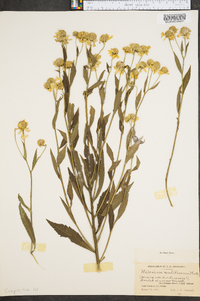 Helenium flexuosum image