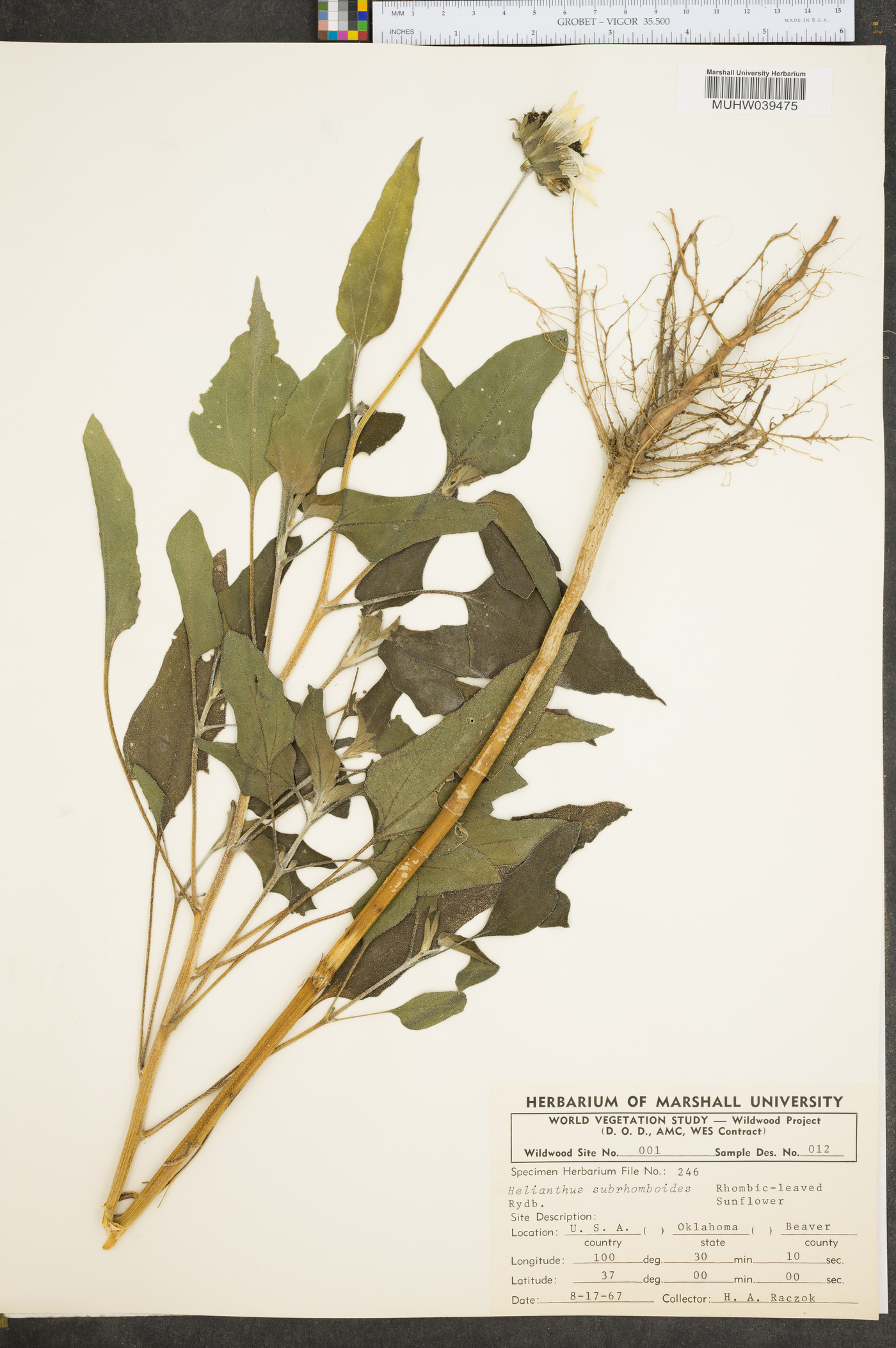 Helianthus subrhomboideus image