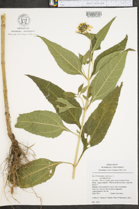 Helianthus tuberosus image