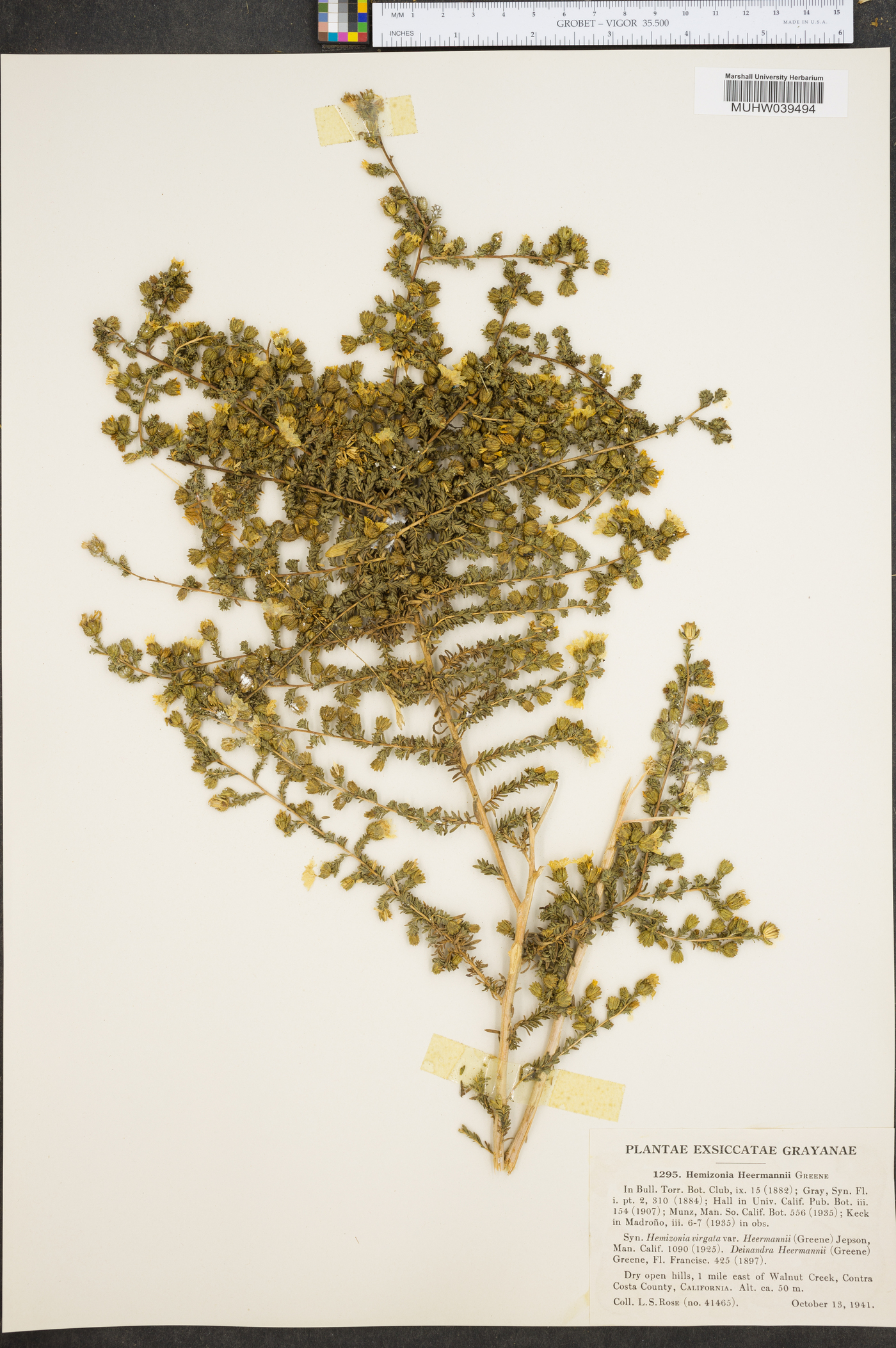 Holocarpha heermannii image