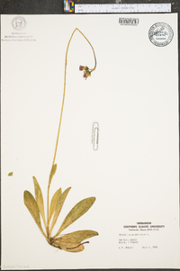 Hieracium aurantiacum image