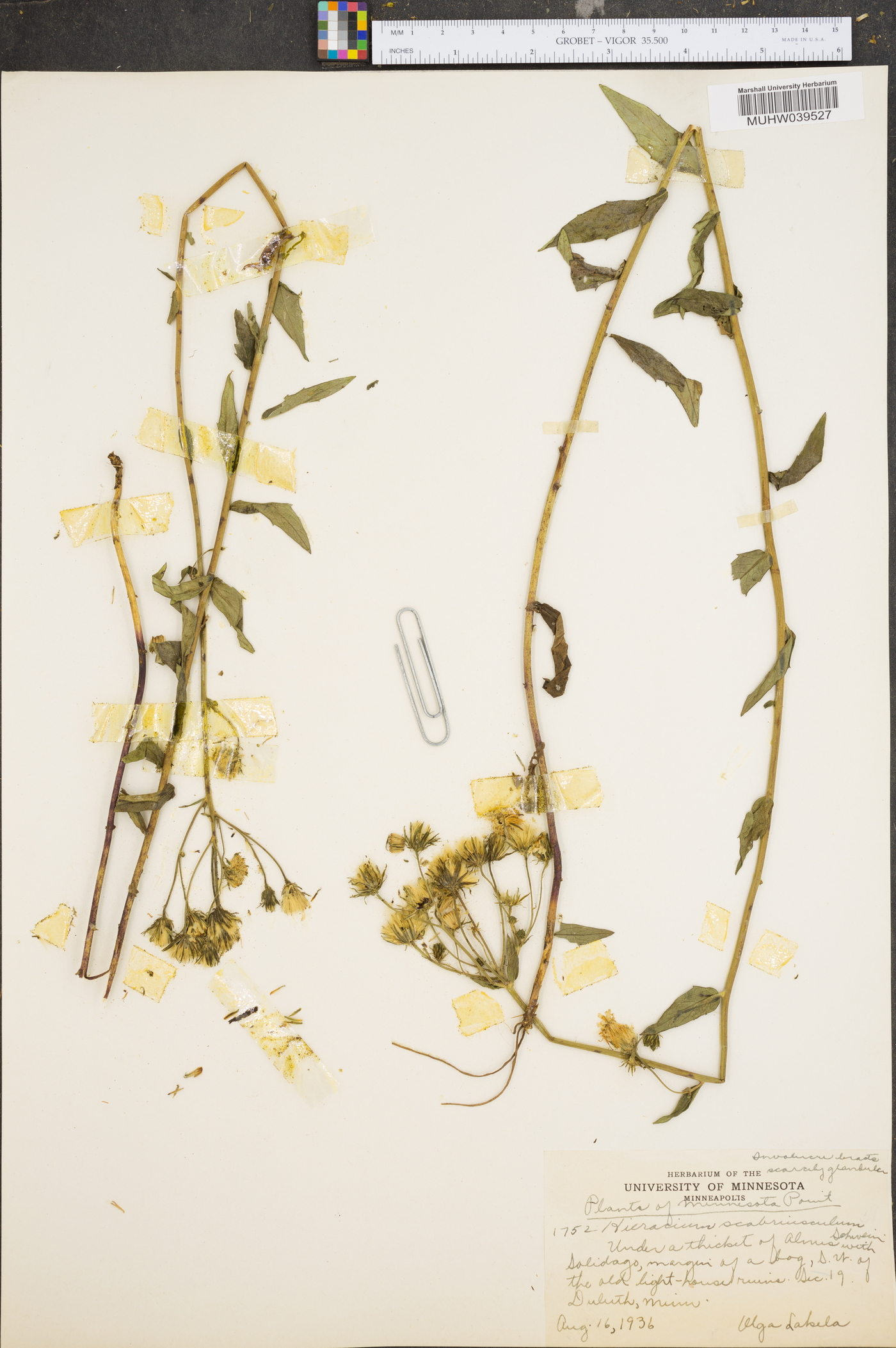 Hieracium scabriusculum image