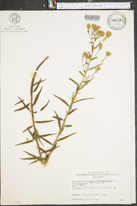 Kuhnia eupatorioides image