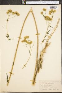 Kuhnia eupatorioides image
