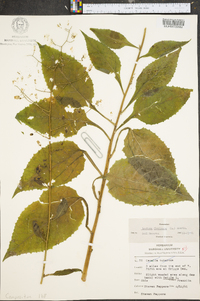Lactuca floridana image