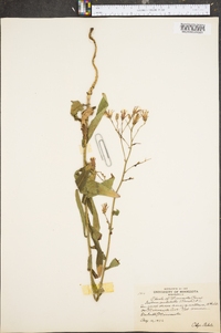 Lactuca tatarica var. pulchella image