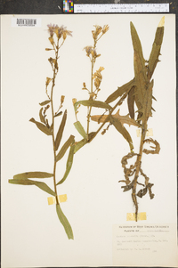 Lactuca tatarica var. pulchella image