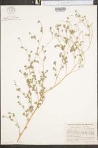 Lagophylla ramosissima image