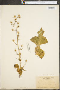 Lactuca biennis image