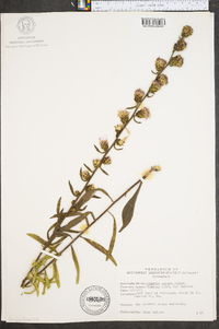 Liatris aspera image