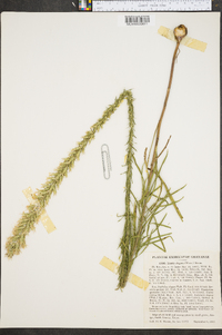 Liatris elegans image